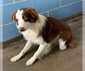 Australian Shepherd Dogs for adoption in Norco, CA, USA