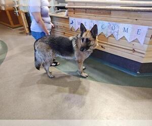 German Shepherd Dog Dogs for adoption in Upland, CA, USA