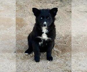 Australian Shepherd-Siberian Husky-Border Collie Mix Dogs for adoption in Pena Blanca, NM, USA