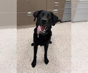Labrador Retriever Dogs for adoption in Brighton, CO, USA