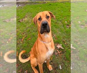 Black Mouth Cur-Unknown Mix Dogs for adoption in Conroe, TX, USA