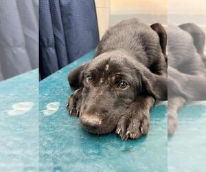 German Shorthaired Lab Dogs for adoption in Mobile, AL, USA