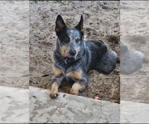 Mutt Dogs for adoption in Royal Palm Beach, FL, USA