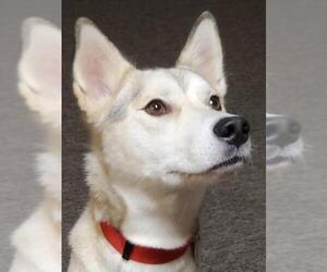 Siberian Husky Dogs for adoption in Millersville, MD, USA