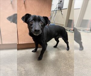 Chihuahua-Unknown Mix Dogs for adoption in Sacramento, CA, USA