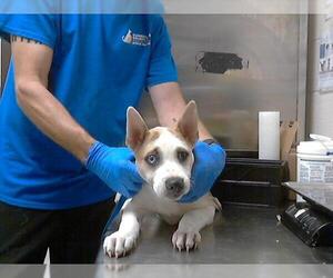 American Pit Bull Terrier-Siberian Husky Mix Dogs for adoption in Fayetteville, NC, USA