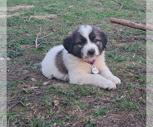 Great Pyrenees-Unknown Mix Dogs for adoption in Minneapolis, MN, USA