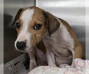 American Staffordshire Terrier-Unknown Mix Dogs for adoption in San Antonio, TX, USA