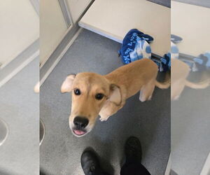 Mutt Dogs for adoption in Glen Allen, VA, USA