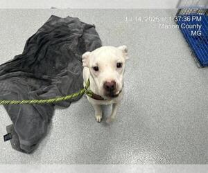 American Pit Bull Terrier Dogs for adoption in Ocala, FL, USA