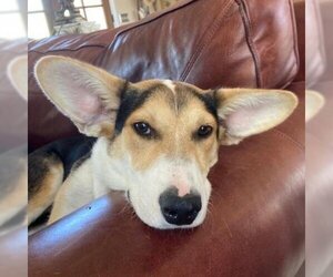 English Foxhound Dogs for adoption in Von Ormy, TX, USA