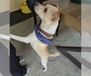 Chihuahua-Unknown Mix Dogs for adoption in Dana Point, CA, USA