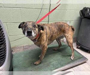 Plott Hound-Unknown Mix Dogs for adoption in Grand Prairie, TX, USA