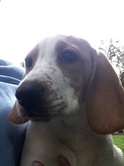 Medium Photo #1 Basset Hound-Unknown Mix Puppy For Sale in Blossvale, NY, USA