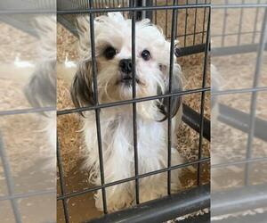 Maltese-Unknown Mix Dogs for adoption in Woodland, CA, USA