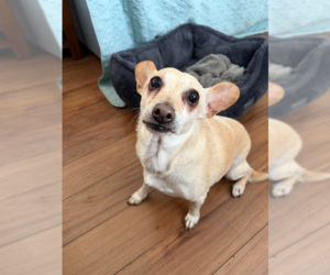 Chihuahua-Unknown Mix Dogs for adoption in Cranston, RI, USA