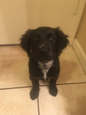 Cocker Spaniel Dogs for adoption in Goodyear, AZ, USA