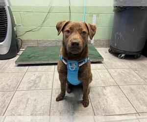 Labrador Retriever-Unknown Mix Dogs for adoption in Grand Prairie, TX, USA