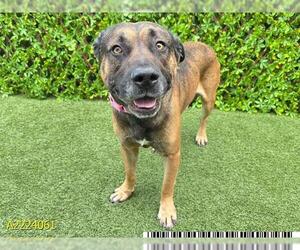 American Pit Bull Terrier-German Shepherd Dog Mix Dogs for adoption in West Palm Beach, FL, USA