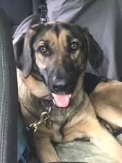 German Shepherd Dog-Unknown Mix Dogs for adoption in Newfield, NJ, USA