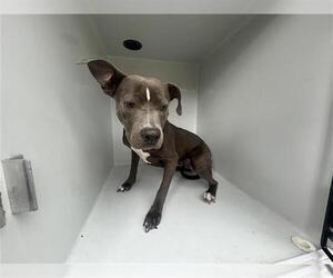 American Pit Bull Terrier Dogs for adoption in Houston, TX, USA