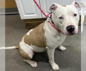 American Bulldog Dogs for adoption in Forestville, MD, USA