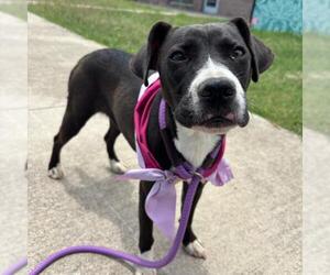 American Staffordshire Terrier-Unknown Mix Dogs for adoption in San Antonio, TX, USA