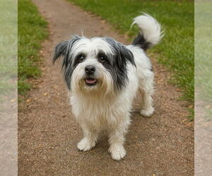 Mutt Dogs for adoption in Vail, AZ, USA