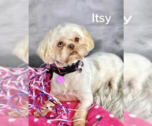 Shih Tzu Dogs for adoption in Garland, TX, USA
