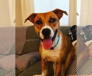 American Staffordshire Terrier-Labrador Retriever Mix Dogs for adoption in phoenix, AZ, USA