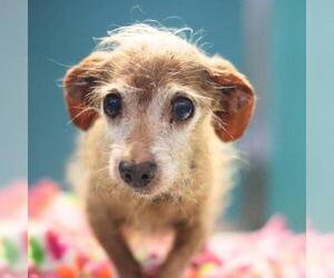 Dachshund-Unknown Mix Dogs for adoption in San Antonio, TX, USA