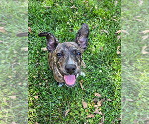 American Pit Bull Terrier-Unknown Mix Dogs for adoption in Germantown, OH, USA