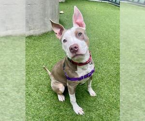 American Pit Bull Terrier-Unknown Mix Dogs for adoption in San Francisco, CA, USA