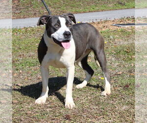 Mutt Dogs for adoption in Prattville, AL, USA