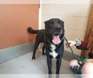 Shepradors Dogs for adoption in Beckley, WV, USA