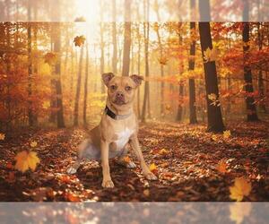 Labrador Retriever-Unknown Mix Dogs for adoption in Belleville, IL, USA