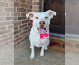 Mutt Dogs for adoption in FRAMINGHAM, MA, USA