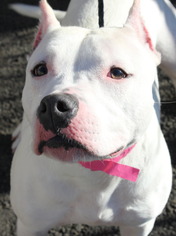 American Pit Bull Terrier Dogs for adoption in Clayton, NJ, USA