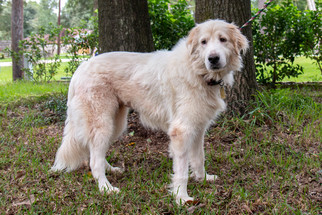 View Ad Golden Pyrenees Dog For Adoption Near Texas Spring Usa Adn 1053654