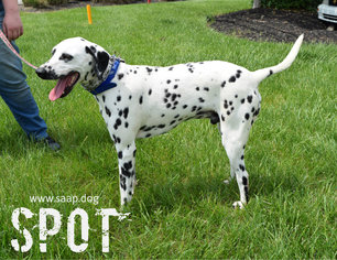 Dalmatian Dogs for adoption in Newport, KY, USA