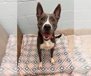 American Pit Bull Terrier-Chow Chow Mix Dogs for adoption in Brighton, CO, USA