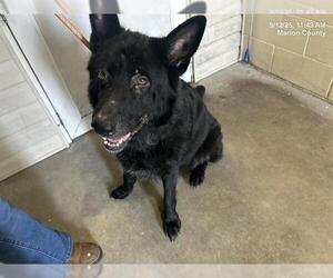 German Shepherd Dog Dogs for adoption in Ocala, FL, USA