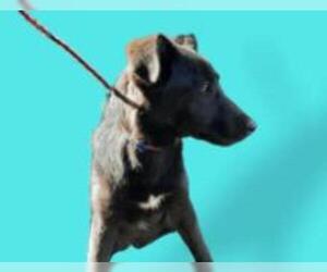 Shepradors Dogs for adoption in Sebec, ME, USA