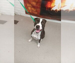 American Pit Bull Terrier-Unknown Mix Dogs for adoption in San Bernardino, CA, USA
