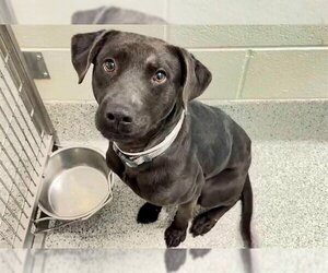 Labrador Retriever Dogs for adoption in Houston, TX, USA