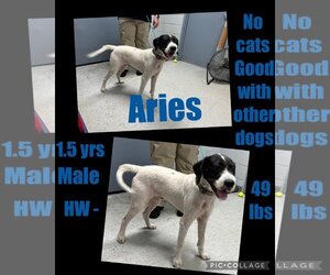 Norfolk Terrier-Pointer Mix Dogs for adoption in Jeffersonville, GA, USA