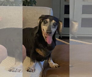 Dachshund Dogs for adoption in Tampa, FL, USA
