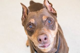 Miniature Pinscher Dogs for adoption in Mankato, MN, USA