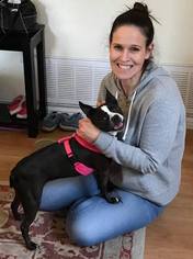 Boston Terrier Dogs for adoption in Huntington Beach, CA, USA