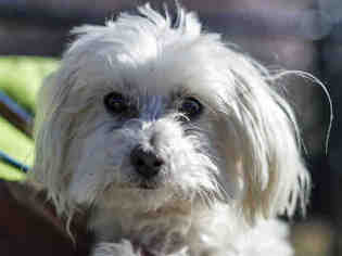 Maltese Dogs for adoption in Placerville, CA, USA